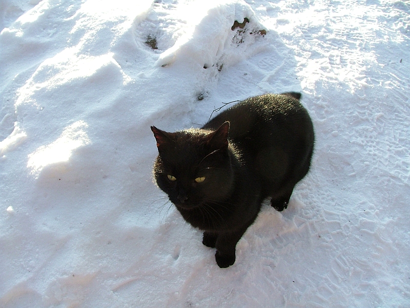 Gesundes Neues Jahr 2011